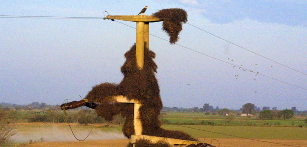 Nido en Poste